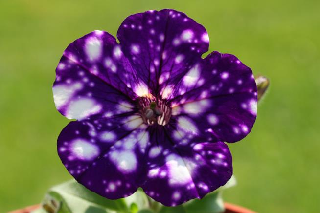 I petali di queste petunie sembrano costellazioni Un primo piano di una petunia NIght Sky