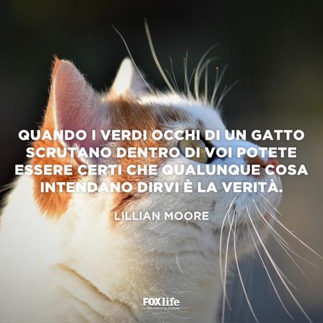 Frase Moore Gatto con il muso rivolto verso l'alto