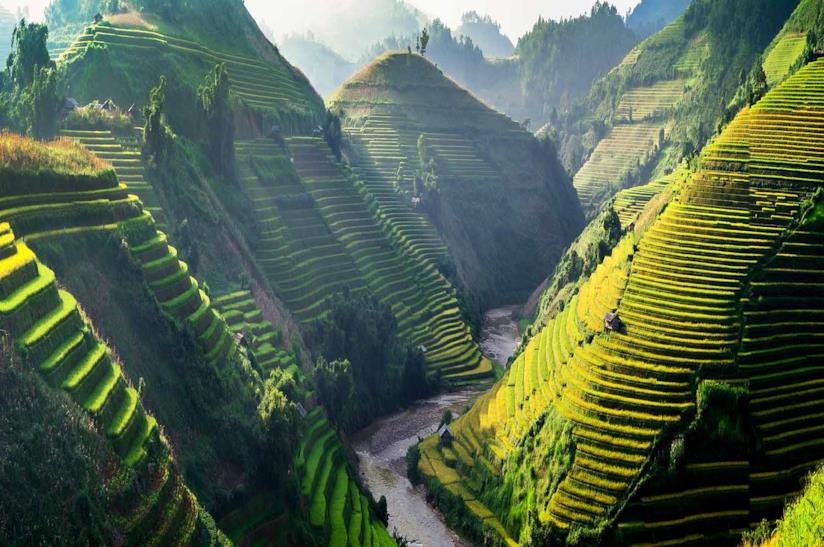 Risaie del Vietnam Risaie in Vietnam