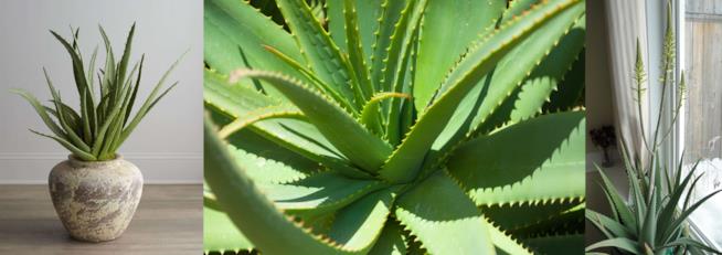 Aloe Vera Piante di Aloe Vera