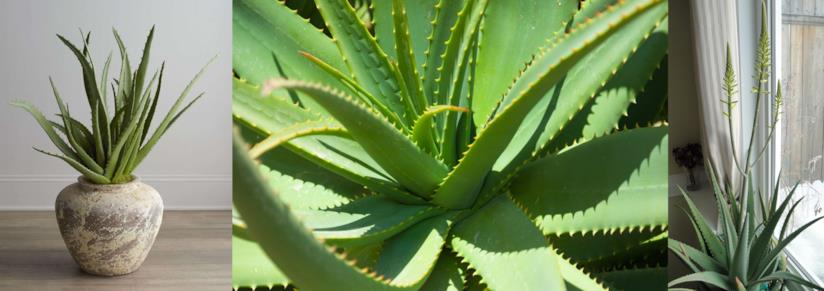 Aloe Vera Piante di Aloe Vera