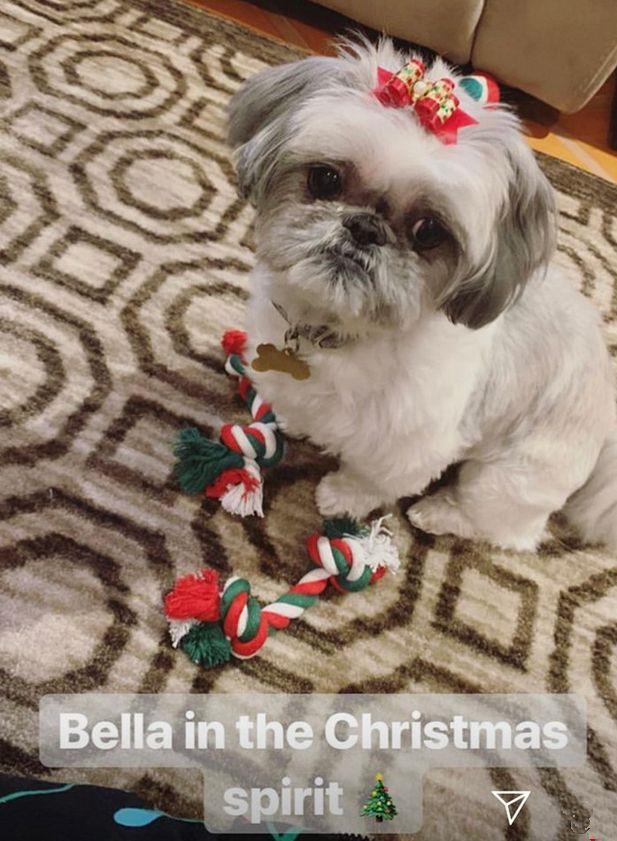 Bella, uno dei cani di Demi Lovato Bella, uno dei cinque cani di Demi Lovato