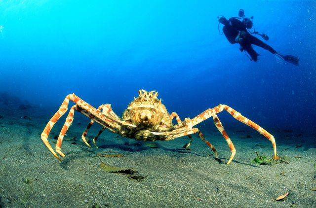 Tra gli animali strani merita una menzione il granchio gigante del Giappone Granchio gigante del Giappone