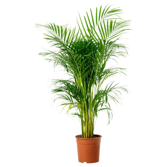 Areca Chrysalidocarpus lutescens