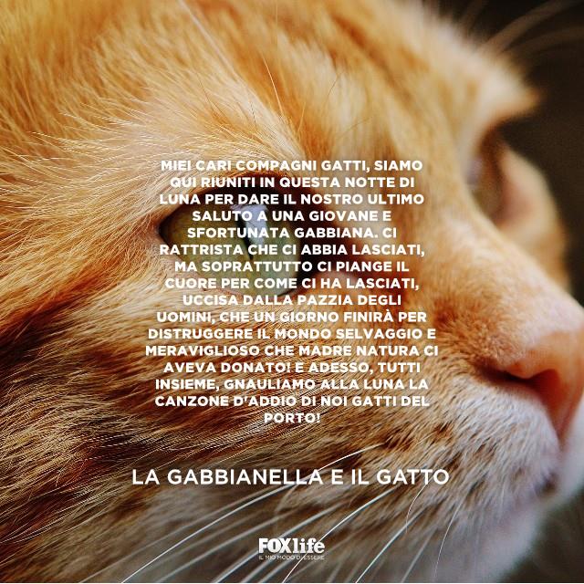 Citazione La Gabbianella e il Gatto Muso di un gatto