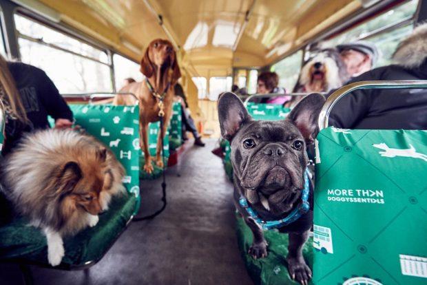 Il tour bus per cani di Londra Alcuni passeggeri a 4 zampe sul bus per cani di Londra