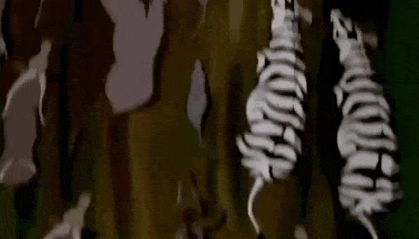 Il cucciolo Charlie come Simba sulla Rupe dei Re La parodia de Il Re Leone per presentare il cucciolo Charlie