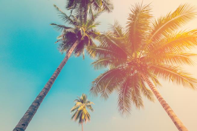 L'estate vista a 30 anni di distanza Palme al mare con effetto vintage