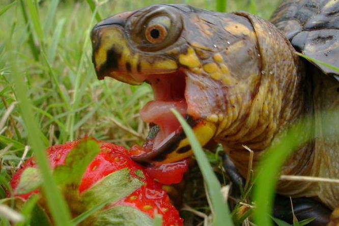 Una tartaruga spalanca la bocca di fronte ad una fragola Una tartaruga che sta per mangiare una fragola