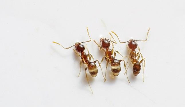 Una guida ai rimedi più efficaci contro le formiche in casa Una guida per individuare i rimedi più efficaci contro le formiche che ci sono in casa