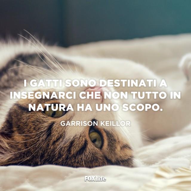 Frasi Sui Gatti