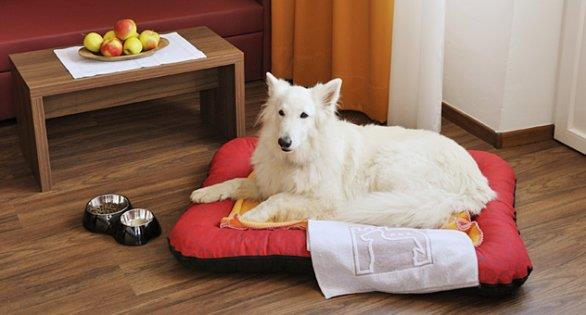 Esistono dei siti per trovare strutture che ospitano animali domestici. Un cane su un cuscino rosso.