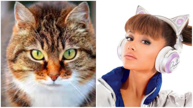 Ariana Grande, Taylor Swift e gli altri: le star che si sono trasformate in gatti Un collage tra Ariana Grande e un gatto