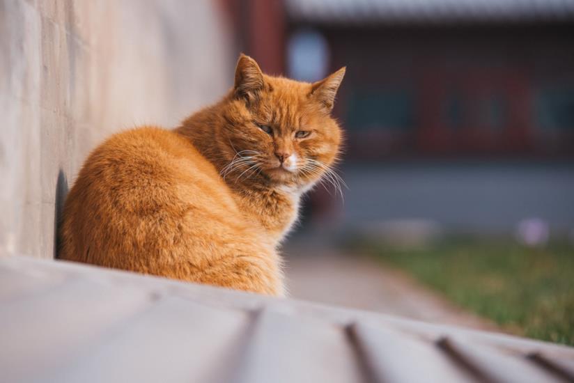 Nuova specie felina: in Corsica ci sono 16 esemplari di gatto-volpe. Un tipo di gatto.