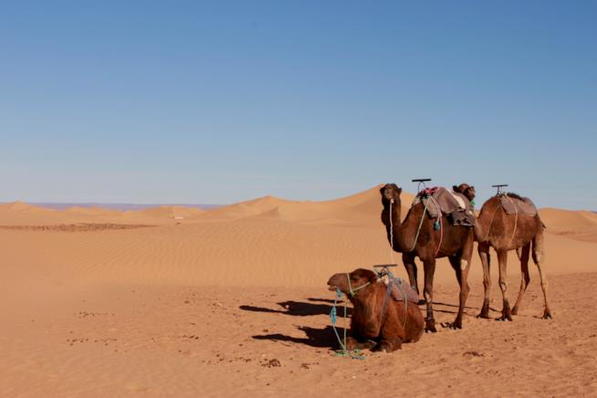 Dromedari nel deserto marocchino Il deserto marocchino, da scoprire a "bordo" di dromedari
