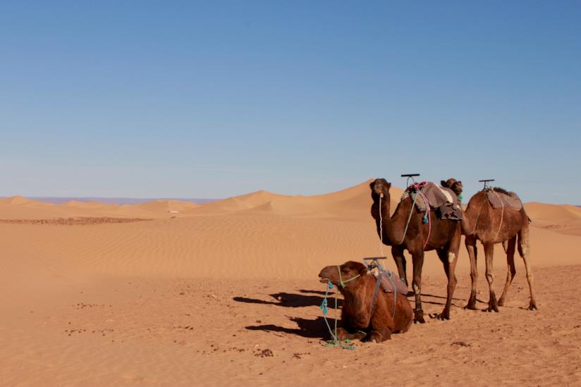 Dromedari nel deserto marocchino Il deserto marocchino, da scoprire a "bordo" di dromedari