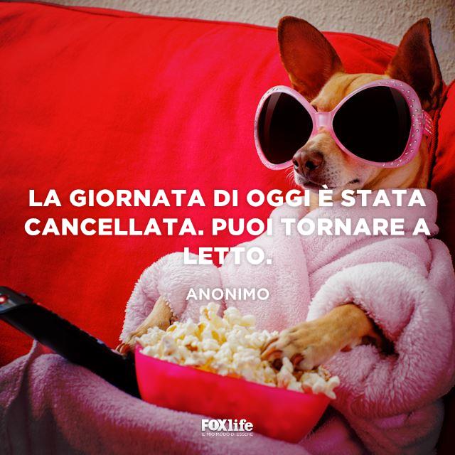Frase divertente sul mercoledì Cagnolino seduto sul divano con i popcorn