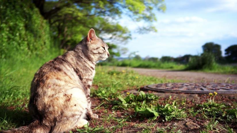 Un gatto Un gatto seduto al lato di una strada di campagna