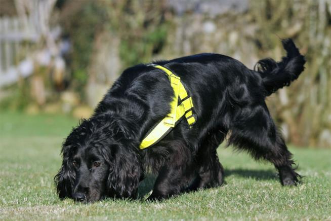 Un cane pet detective in missione Un cane pet detective fiuta le tracce