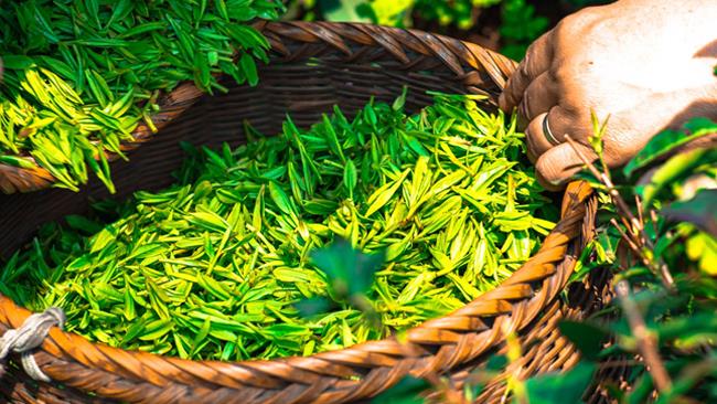 Tè verde Foglie di tè verde