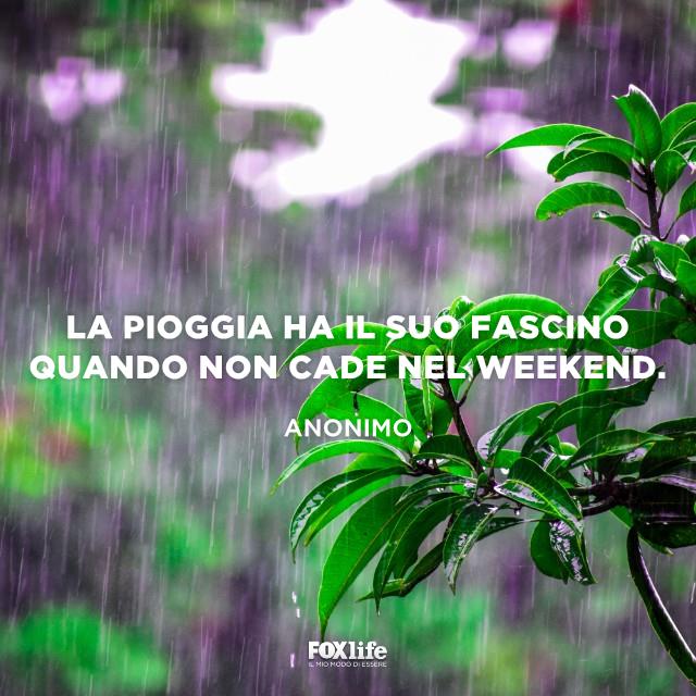 Pioggia nel weekend Pianta bagnata dalla pioggia