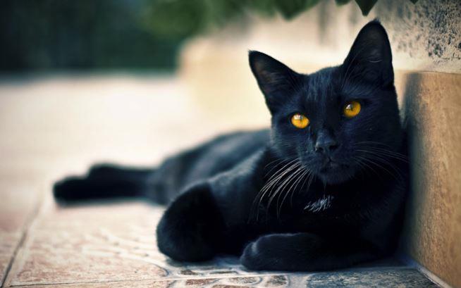 Il gatto nero porta sfortuna? gatto nero sdraiato