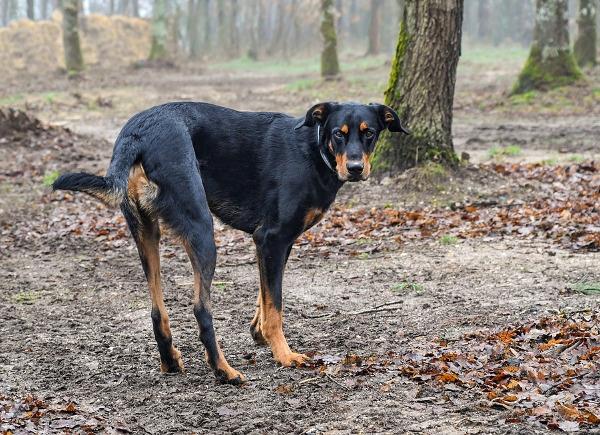 I sintomi causati dalla processionaria Un cane in un bosco