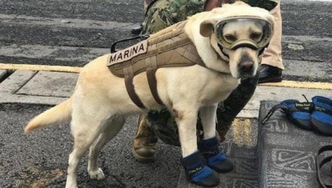 Frida, il cane eroe che ha salvato 52 persone durante il terremoto in Messico Il cane Frida che ha aiutato i soccorritori in Messico durante il terremoto