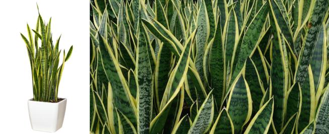 Sanseveria Trifasciata Laurentii Lingua di suocera