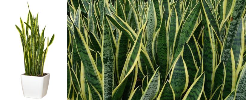 Sanseveria Trifasciata Laurentii Lingua di suocera