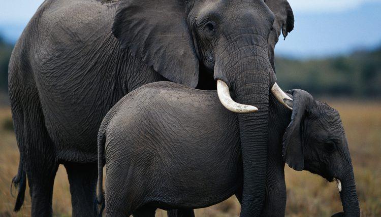 Mamma elefante e il suo cucciolo Un cucciolo di elefante con sua mamma