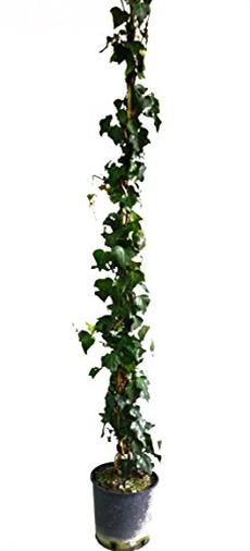 Pianta rampicante edera