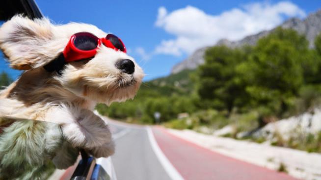 Un cane che si gode un viaggio in macchina Un cane in viaggio affacciato al finestrino