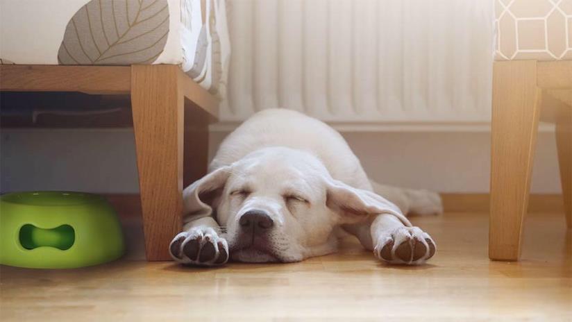 Le ciotole per cani migliori in commercio Migliore ciotola per cani di taglia grossa