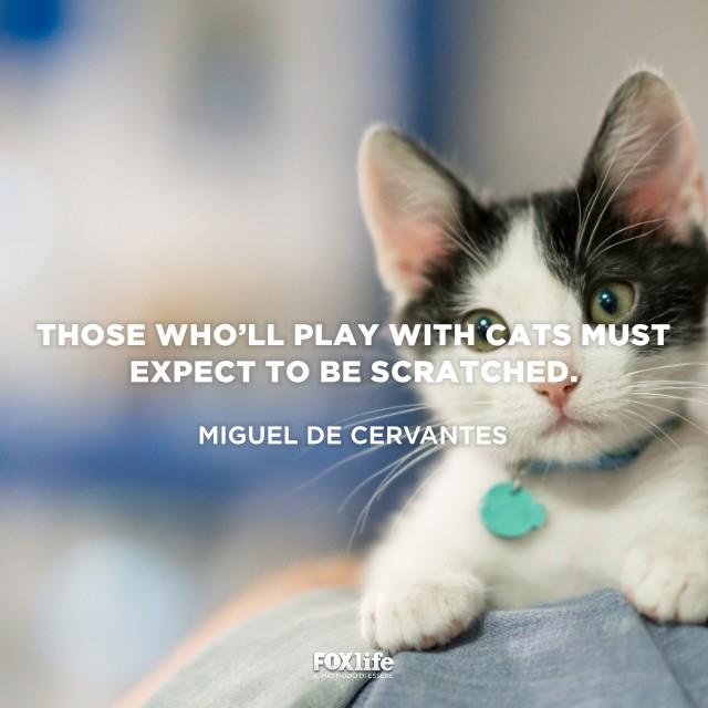 Frase Cervantes Gattino accucciato con espressione perplessa
