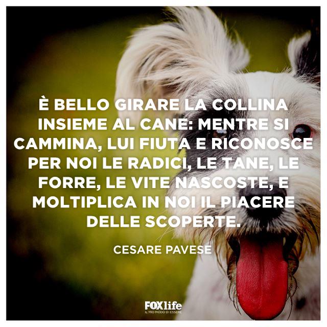 Frase Pavese Primo piano di un cane felice