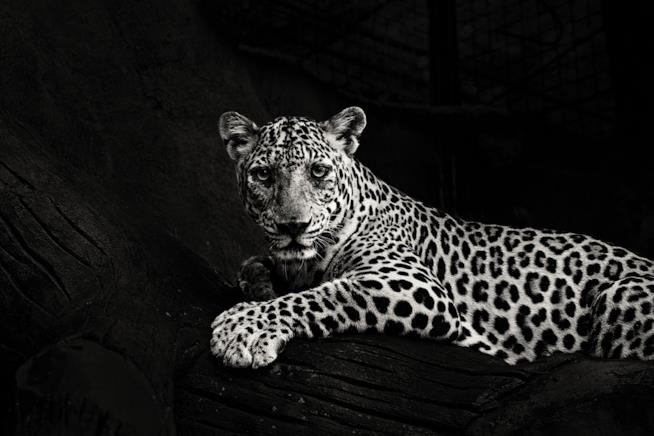 Un leopardo La foto in bianco e nero di un leopardo