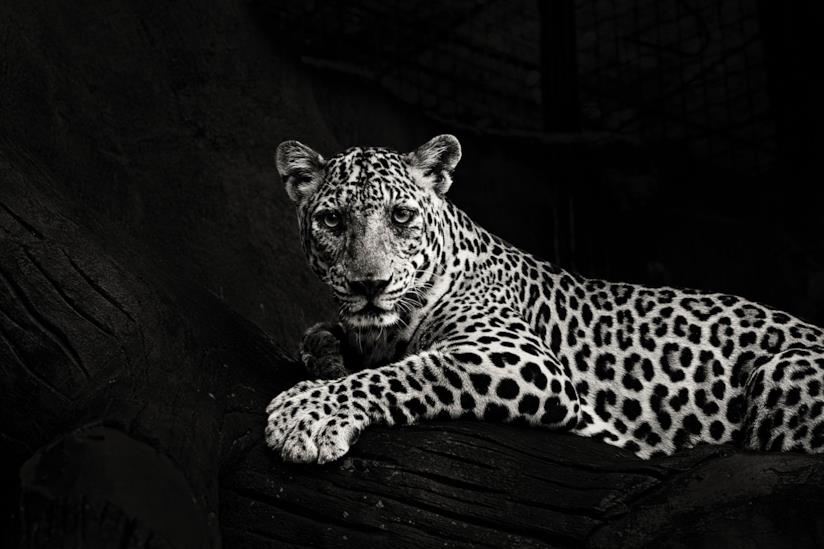 Un leopardo La foto in bianco e nero di un leopardo