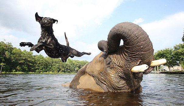 Il cane Bella e l'elefante Bubbles Un cane ed un elefante giocano