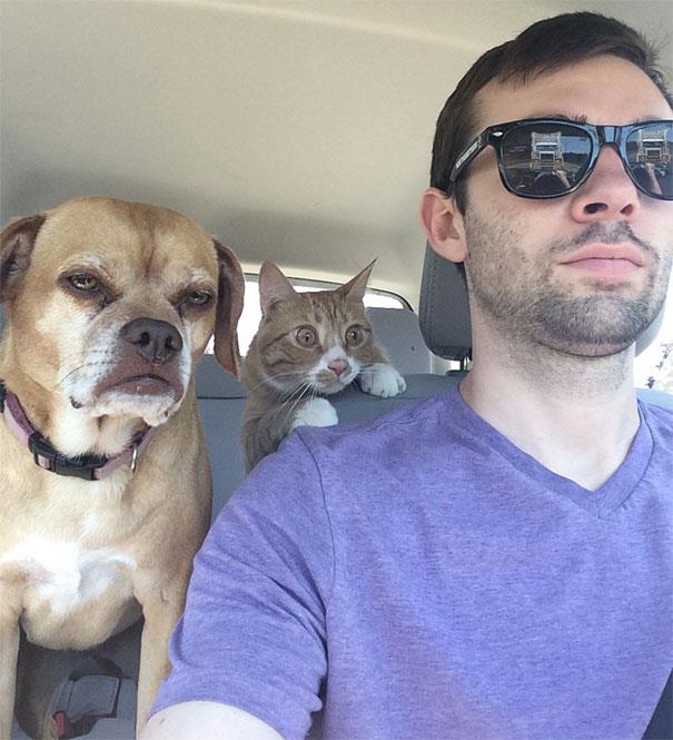 Gatto in auto con il cane e il padrone Un gatto in auto insieme al cane e al loro padrone