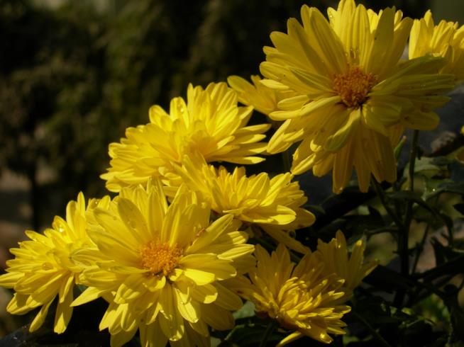 Chrysanthemum morifolium Fiori di Chrysanthemum morifolium