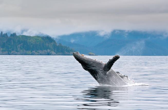 Una megattera in Alaska Biodiversità in Alaska