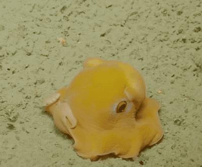 Il Grimpoteuthis Il Dumbo octopus