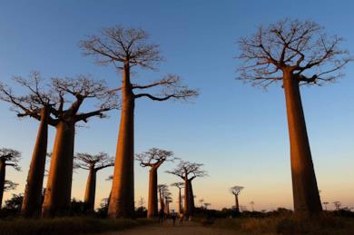 Tour dell’Ovest del Madagascar