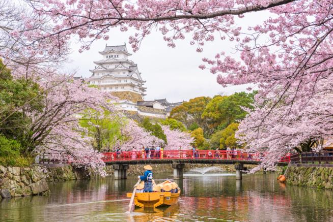 Dei sakura in fiore in Giappone Dei ciliegi in fiore in Giappone