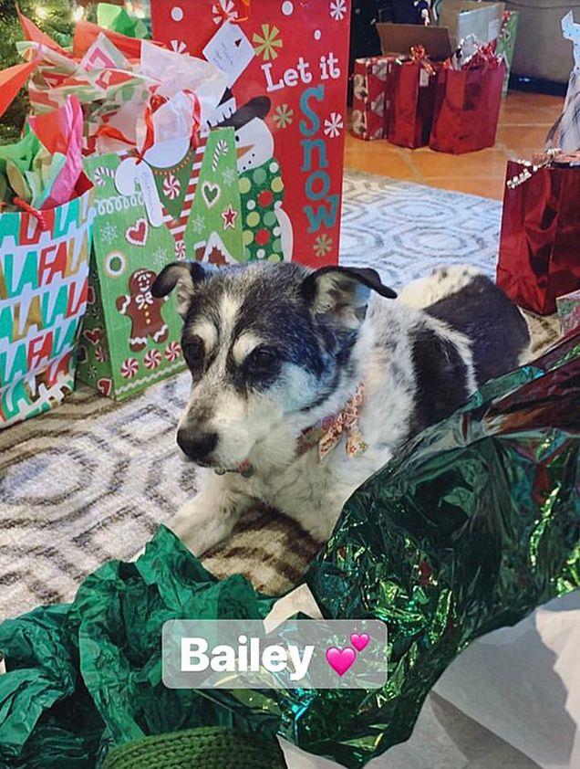Bailey, uno dei cani di Demi Lovato Bailey, uno dei cani di Demi Lovato, insieme ai regali di Natale
