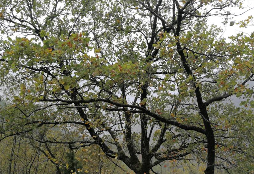 Il fondo forestale italiano lancia la campagna per creare un'oasi in Umbria Albero