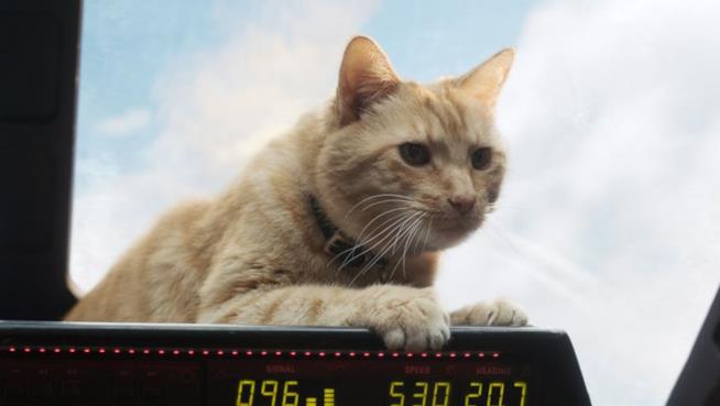 Avengers: Endgame, i fan includono il gatto Goose nel poster ufficiale Goose in Captain Marvel