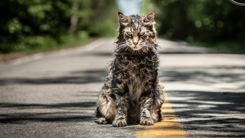 Le prime immagini del remake di Pet Sematary Il gatto di Cimitero Vivente del remake