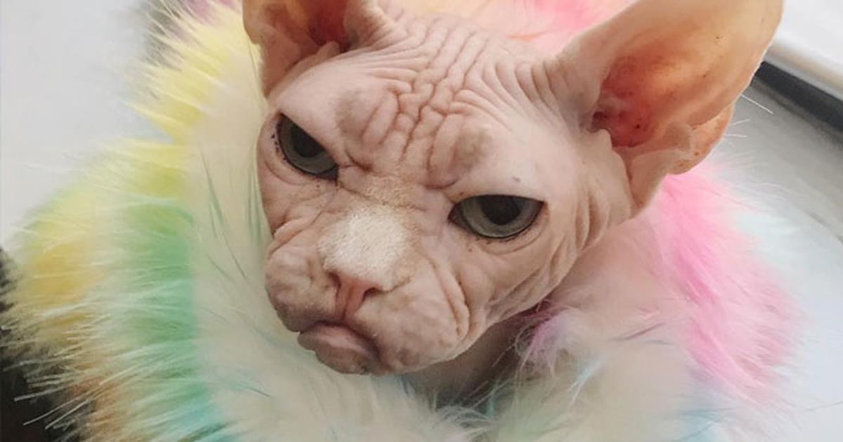 Loki Il Gatto Più Incazzato Di Instagram Gallery
